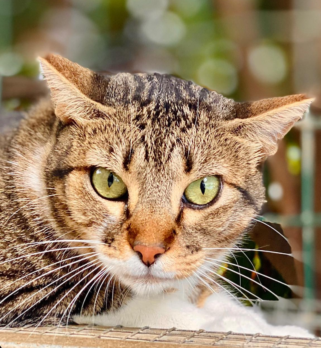 GATOS